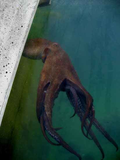 octopi